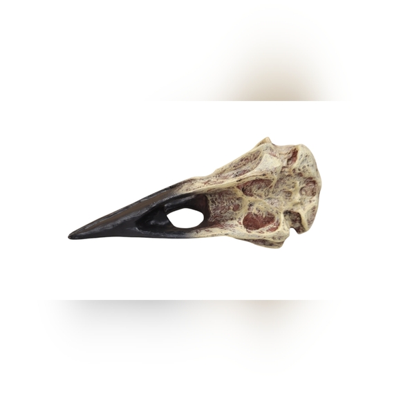 Raven Skull Hideout Bird Gothic Figurine 6 inch Sturdy Solid Decor Pet - Picture 7 of 7